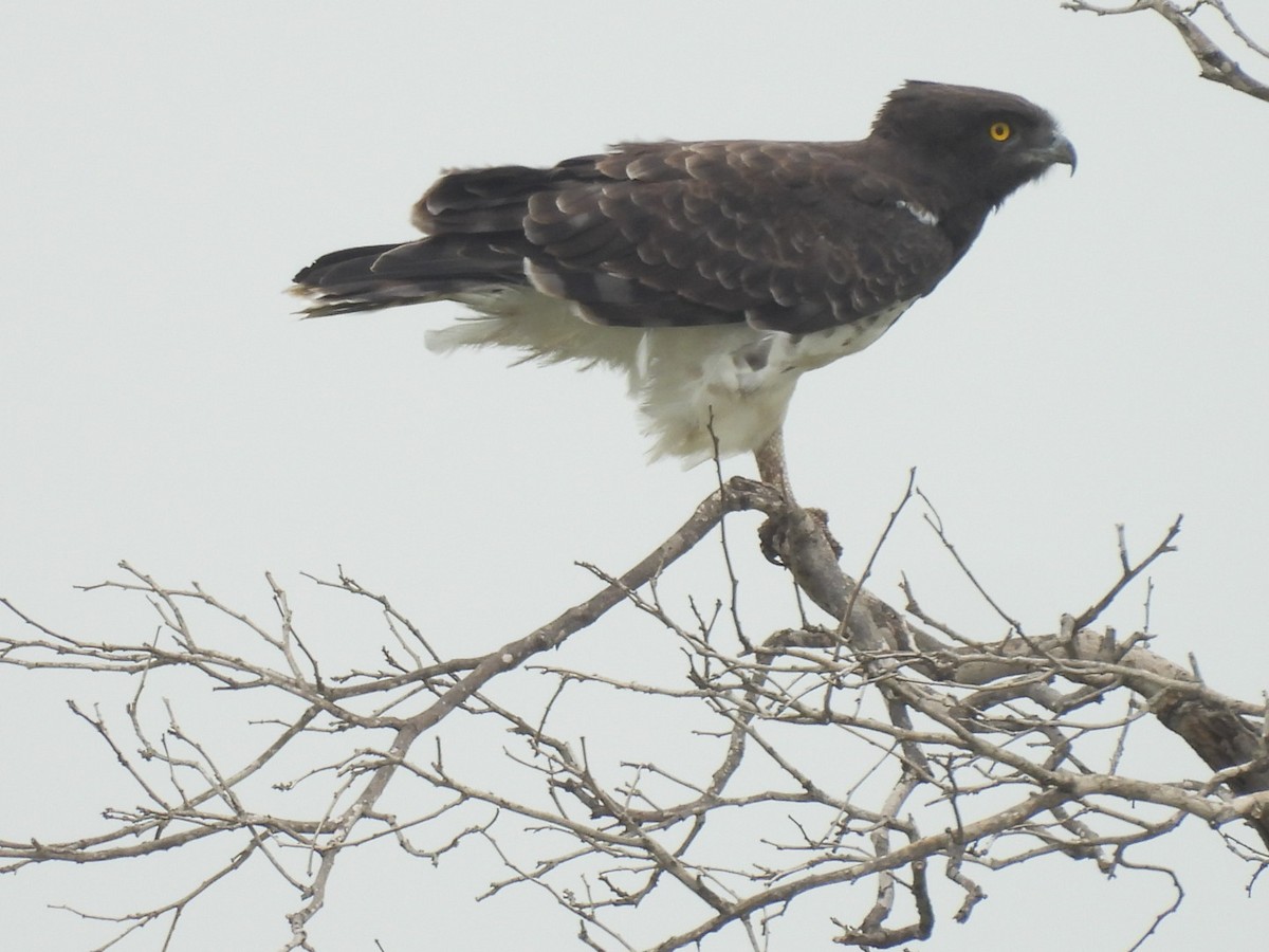 Black-chested Snake-Eagle - ML637199300