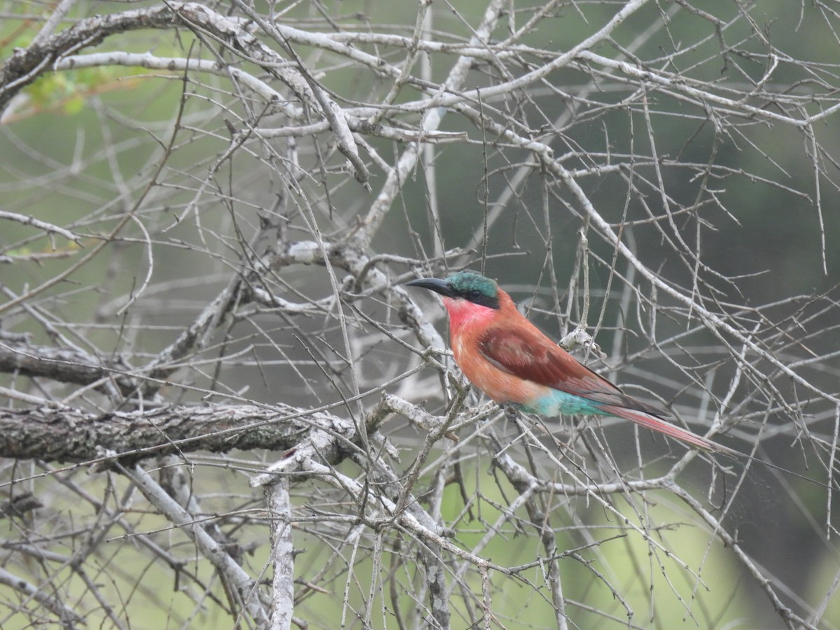 Southern Carmine Bee-eater - ML637199355