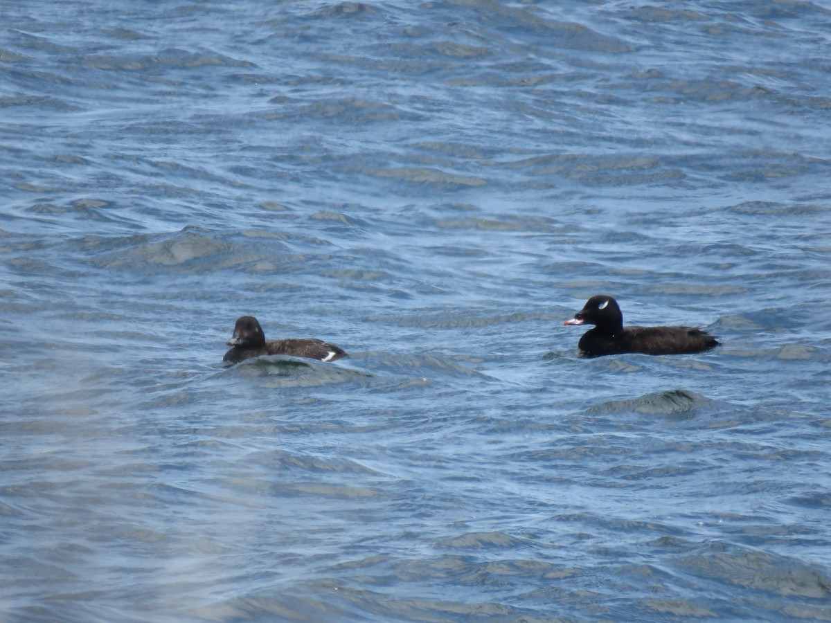 White-winged Scoter - ML637199408