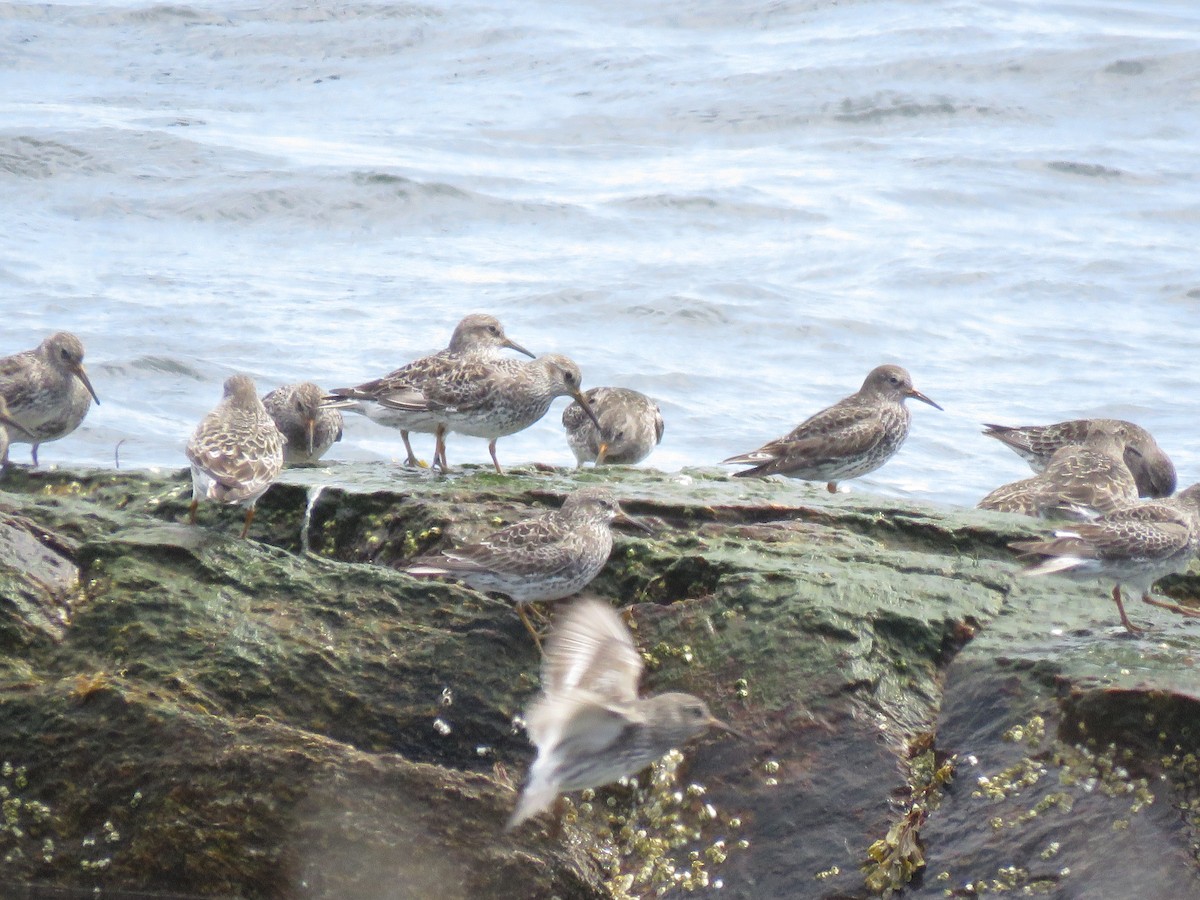 Purple Sandpiper - ML637199411