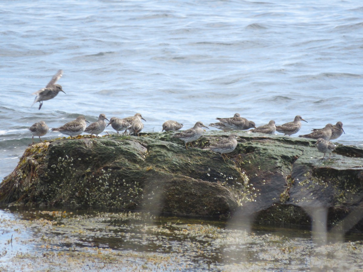 Purple Sandpiper - ML637199412