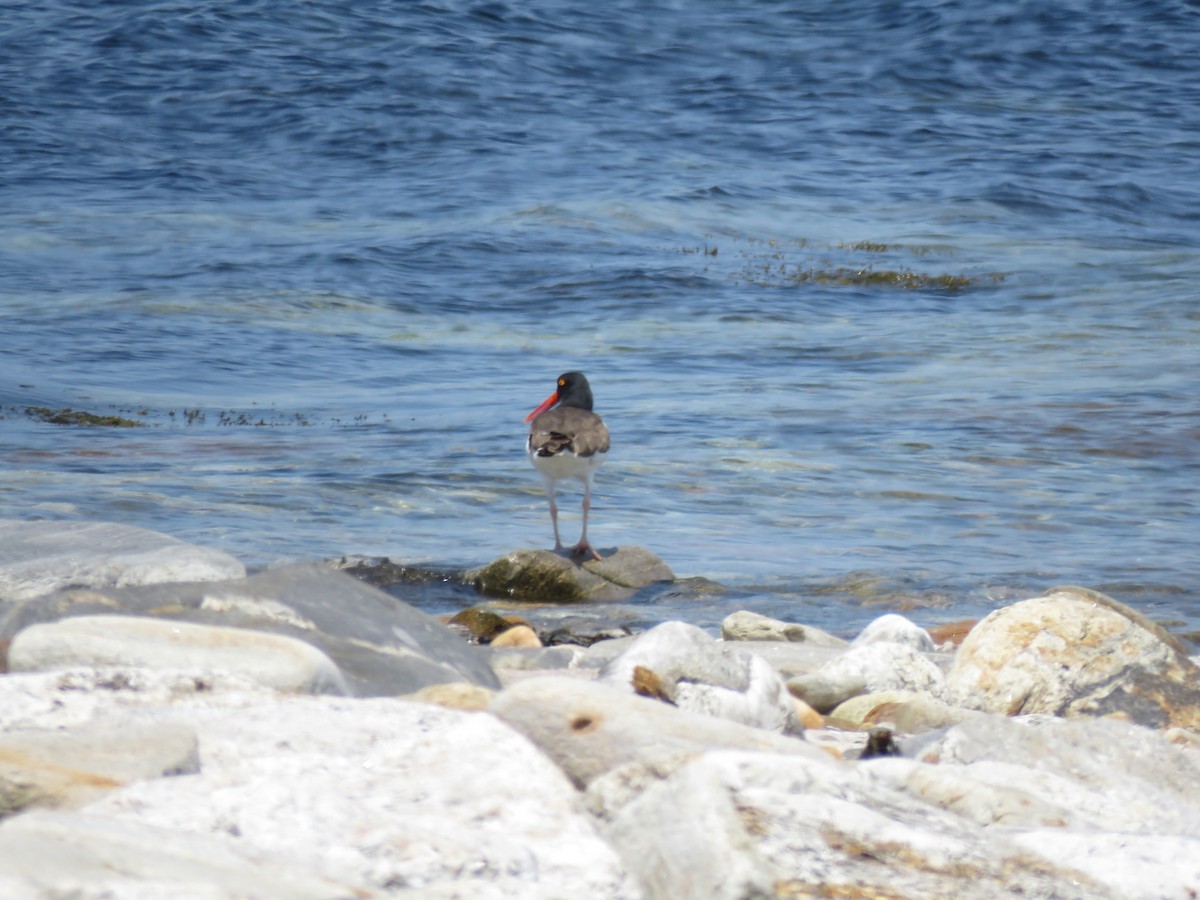 American Oystercatcher - ML637199428