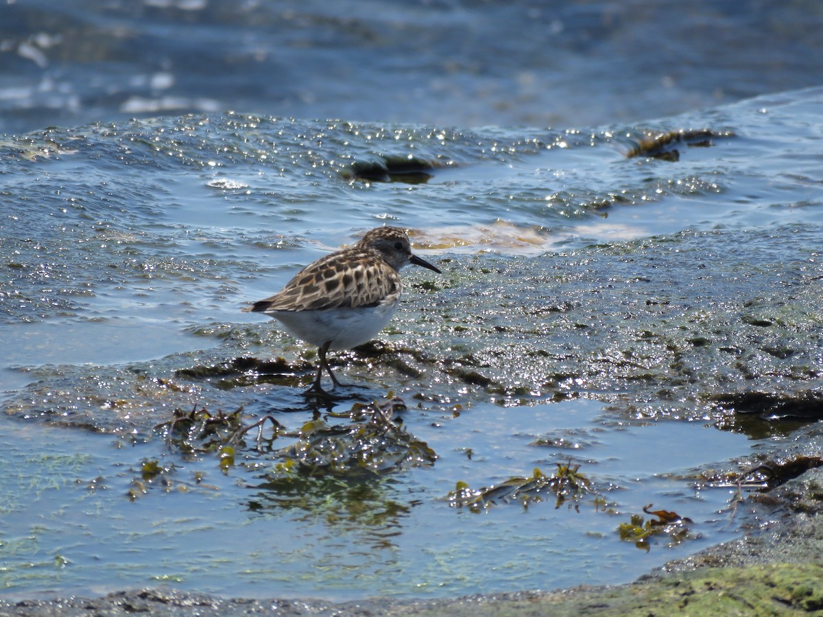 Least Sandpiper - ML637199443