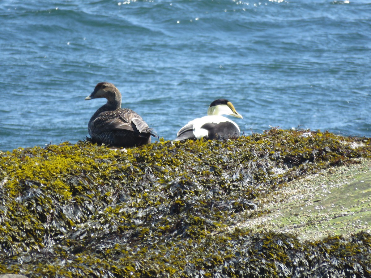 Common Eider - ML637199449