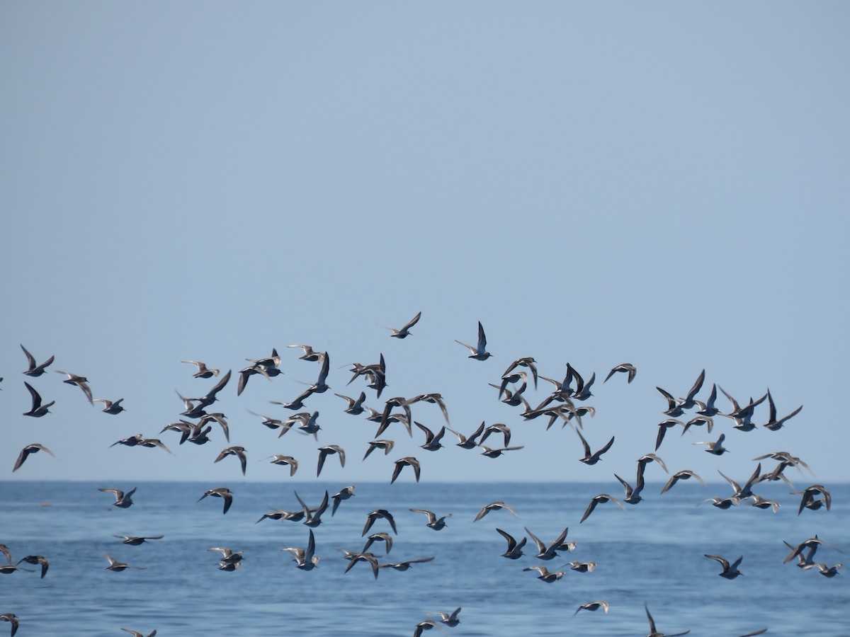Purple Sandpiper - ML637199469