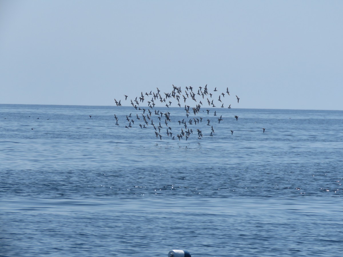 Purple Sandpiper - ML637199473