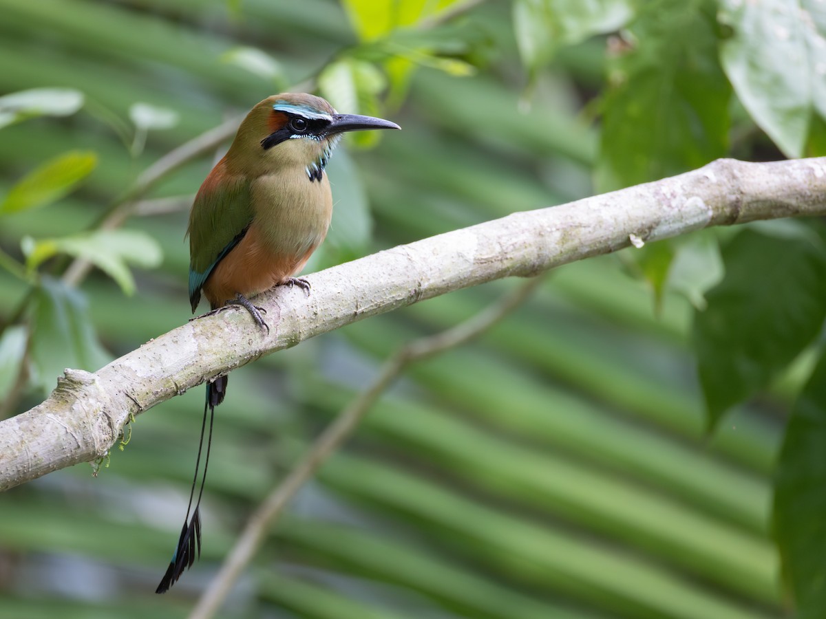 Turquoise-browed Motmot - ML637199554