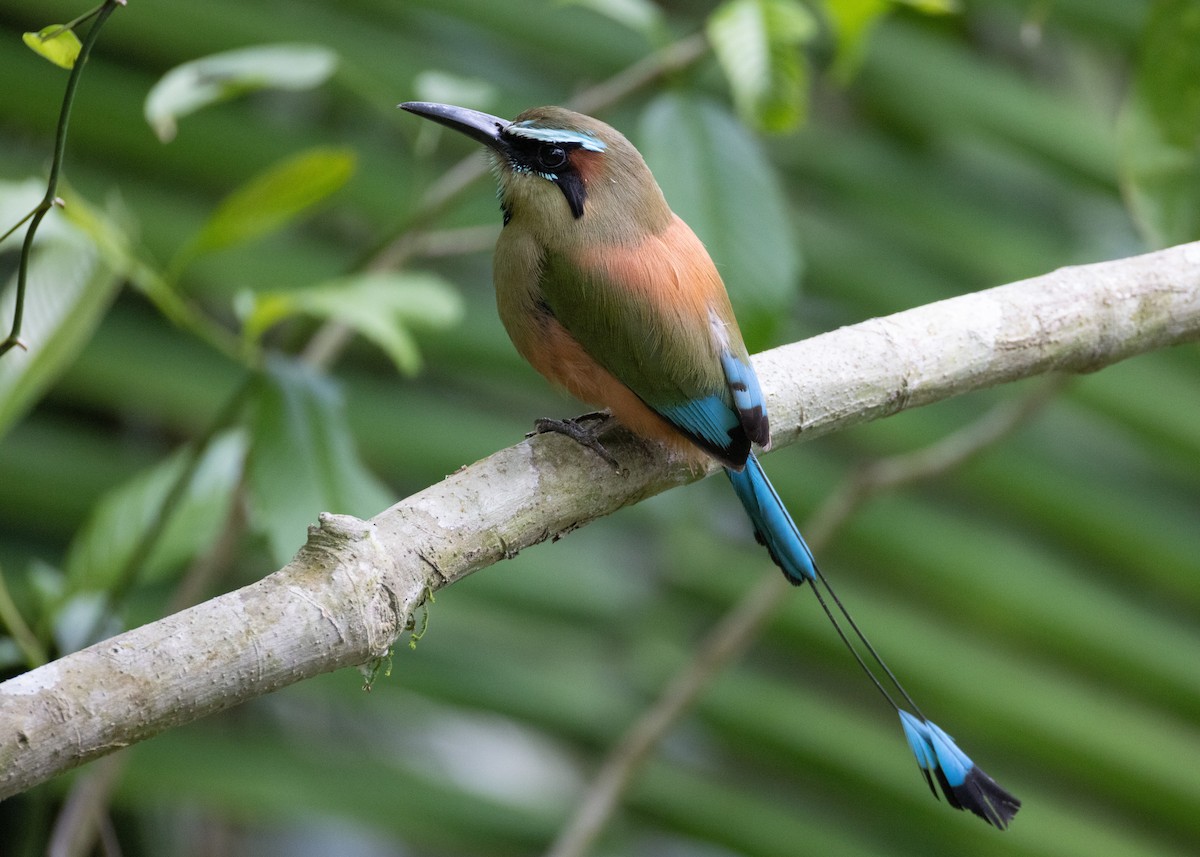 Turquoise-browed Motmot - ML637199555