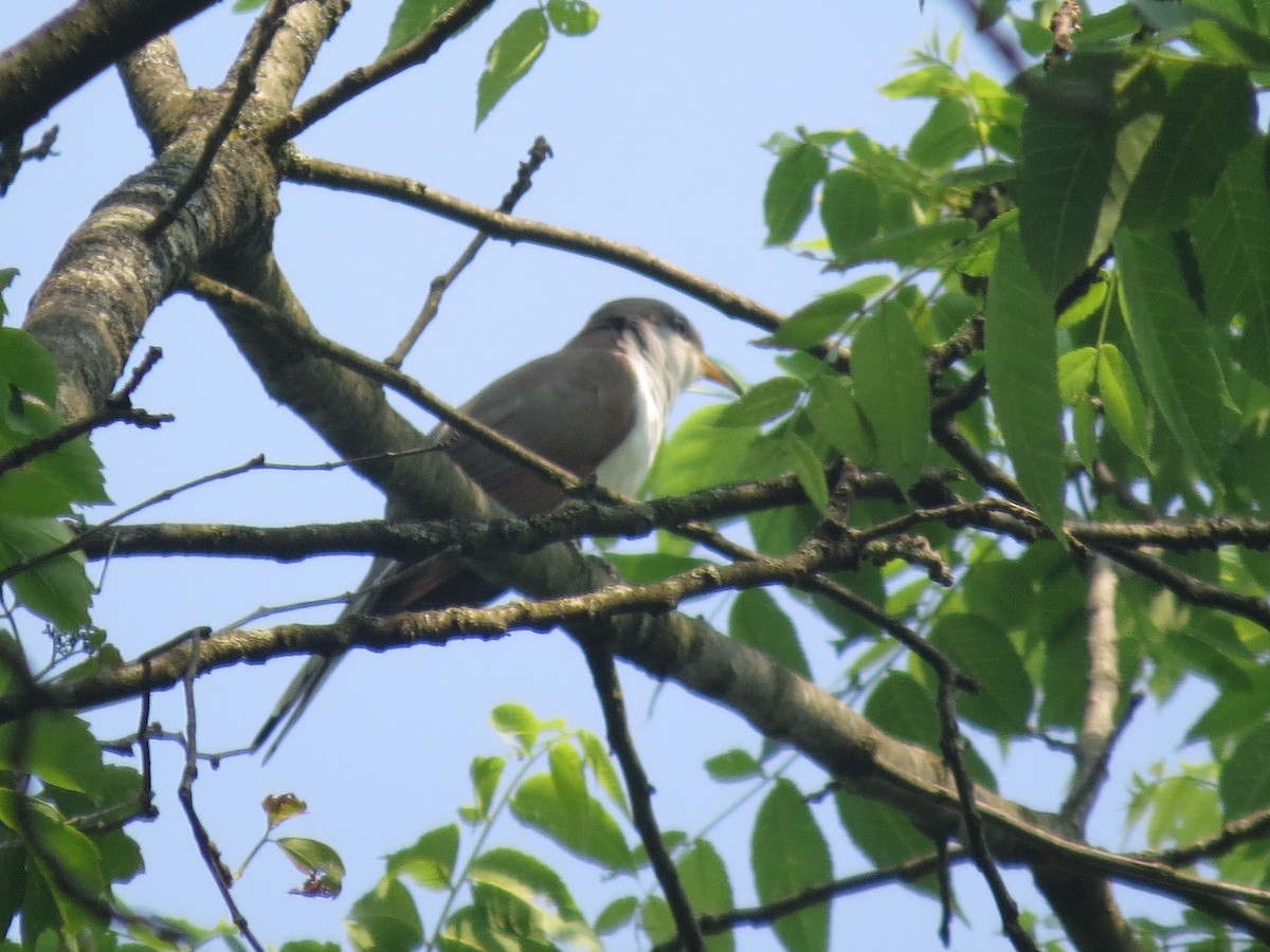 Yellow-billed Cuckoo - ML637199565