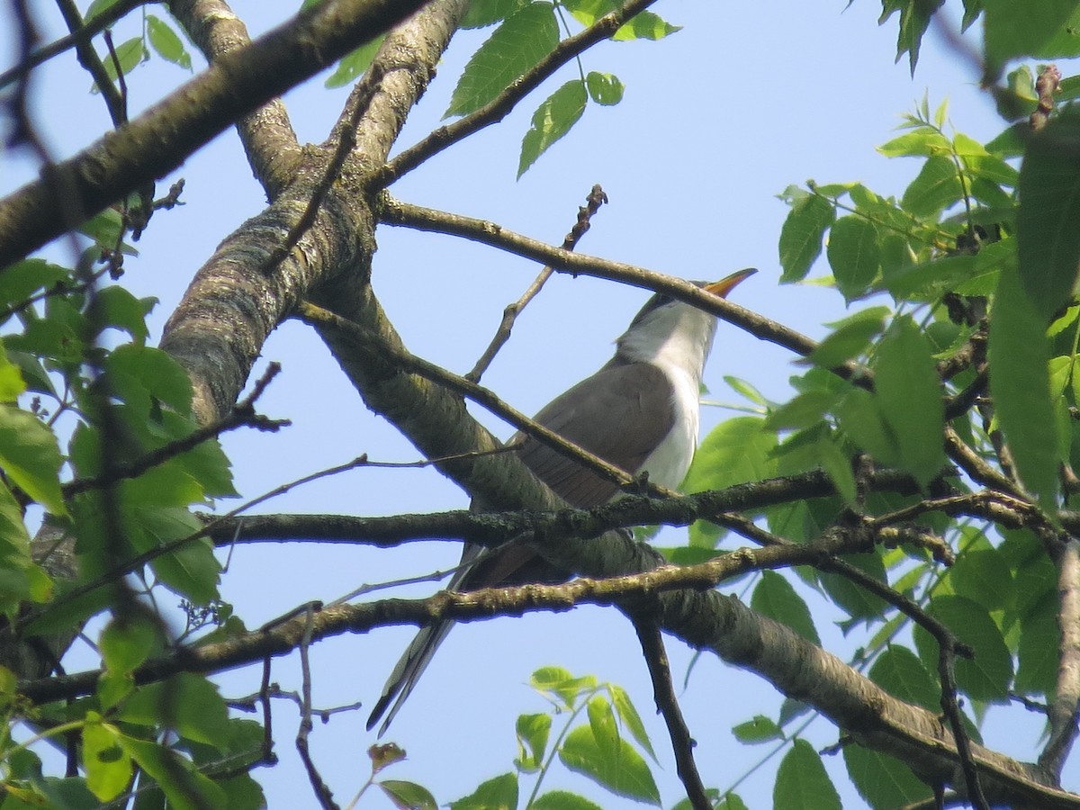 Yellow-billed Cuckoo - ML637199569