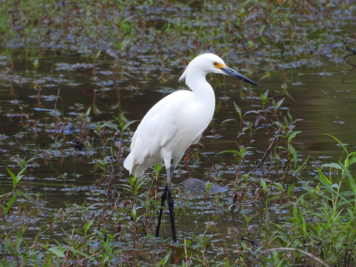 Snowy Egret - ML637199582