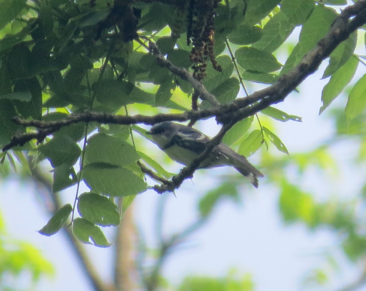 Cerulean Warbler - ML637199585