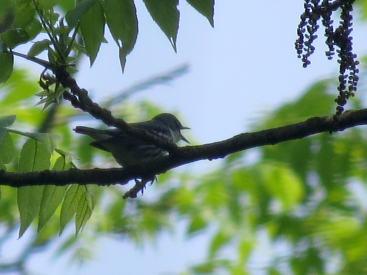 Cerulean Warbler - ML637199588