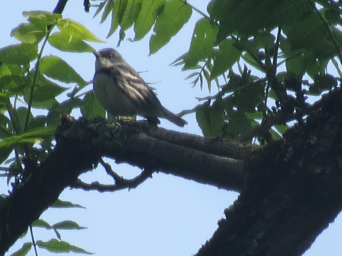 Cerulean Warbler - ML637199601