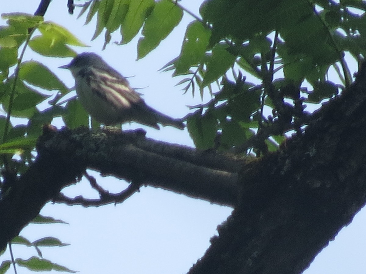 Cerulean Warbler - ML637199607