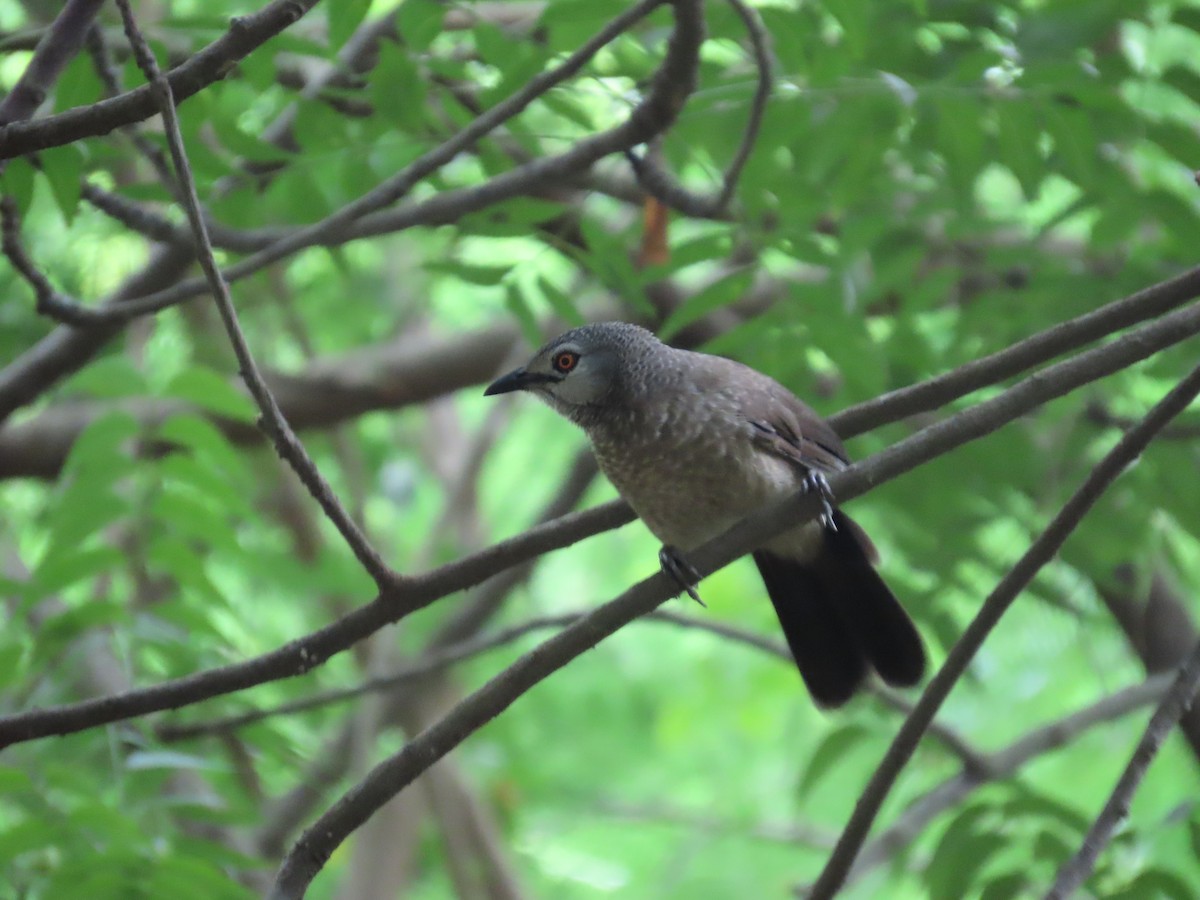 Brown Babbler - ML637199651