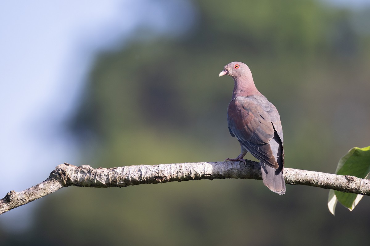 Red-billed Pigeon - ML637199663