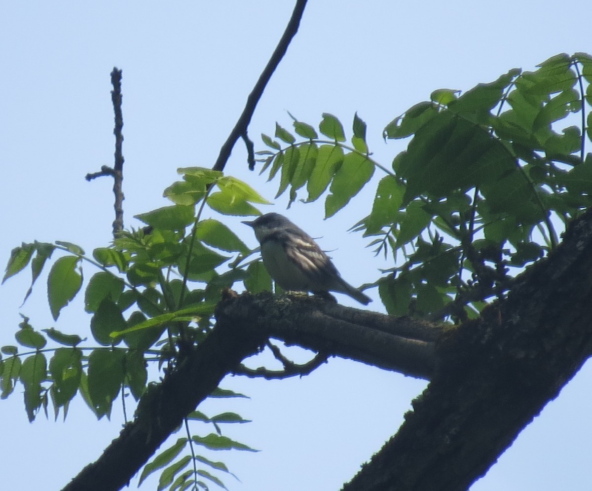 Cerulean Warbler - ML637199666