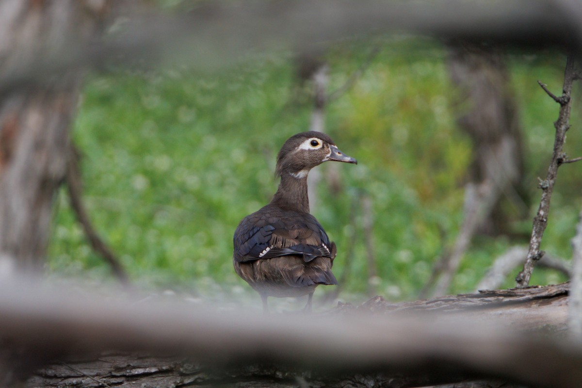 Wood Duck - ML637199675