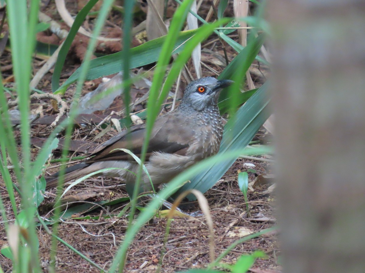 Brown Babbler - ML637199734