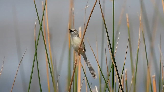 Prinia délicate - ML637199743