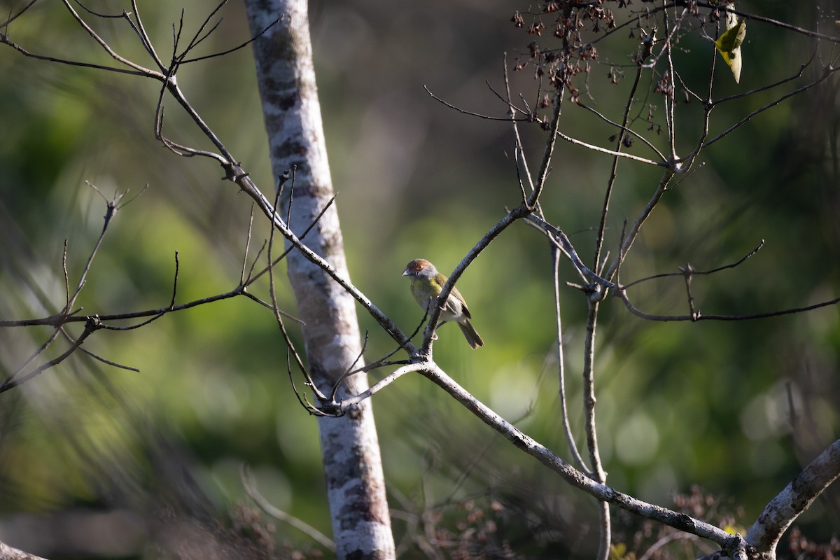 Rufous-browed Peppershrike - ML637199814