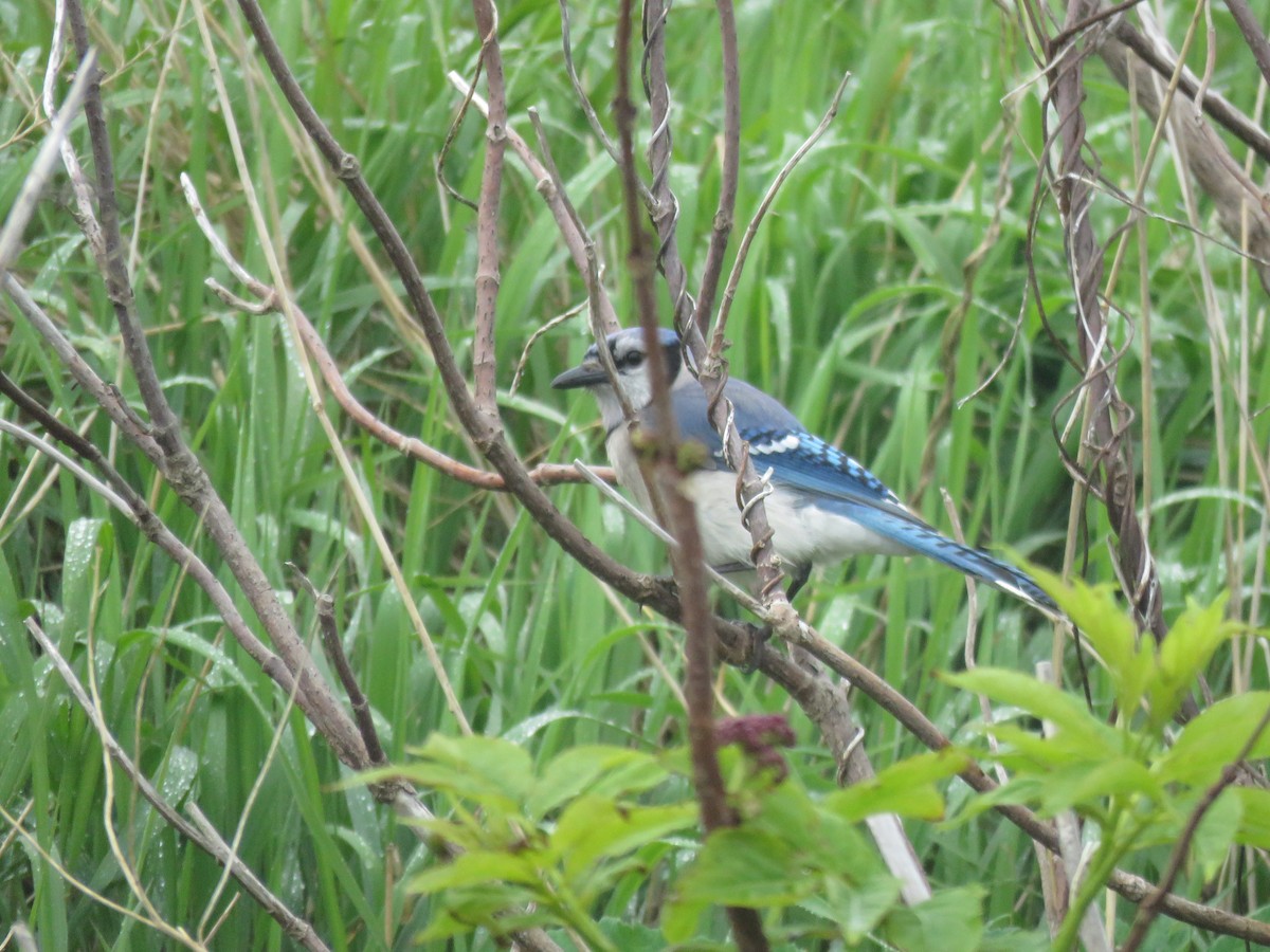 Blue Jay - ML637199841