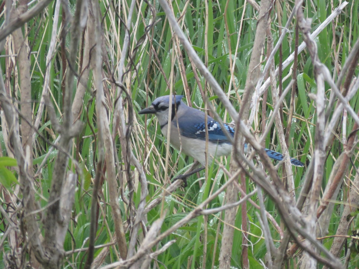 Blue Jay - ML637199843