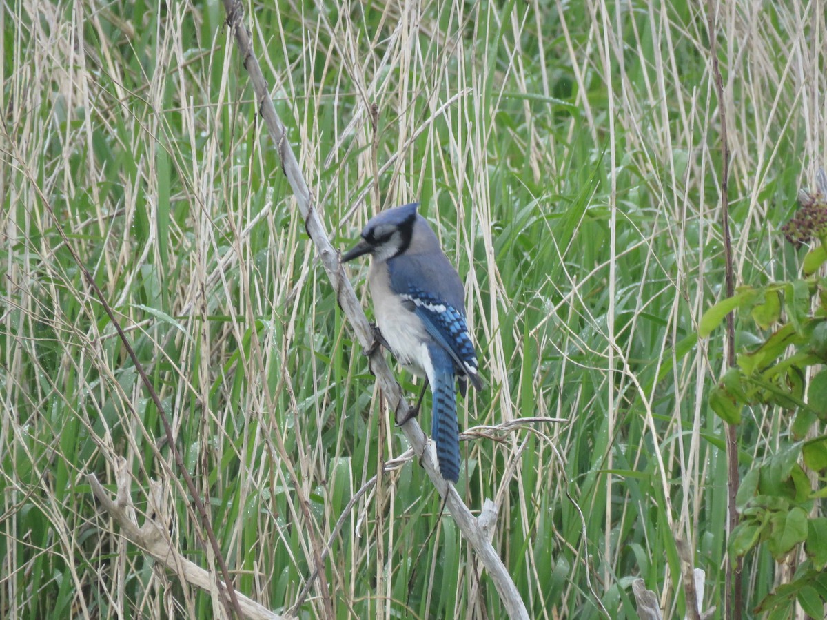 Blue Jay - ML637199864