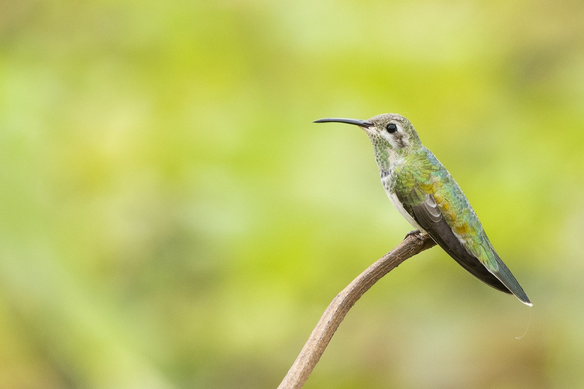 White-tailed Goldenthroat - ML637199970