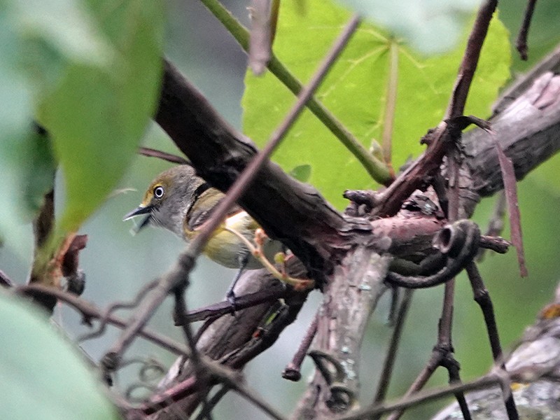 Vireo Ojiblanco - ML637200017