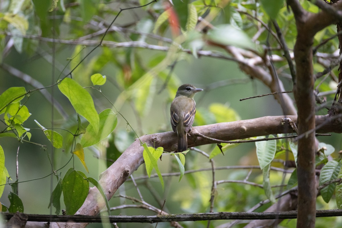 White-winged Becard - ML637200021