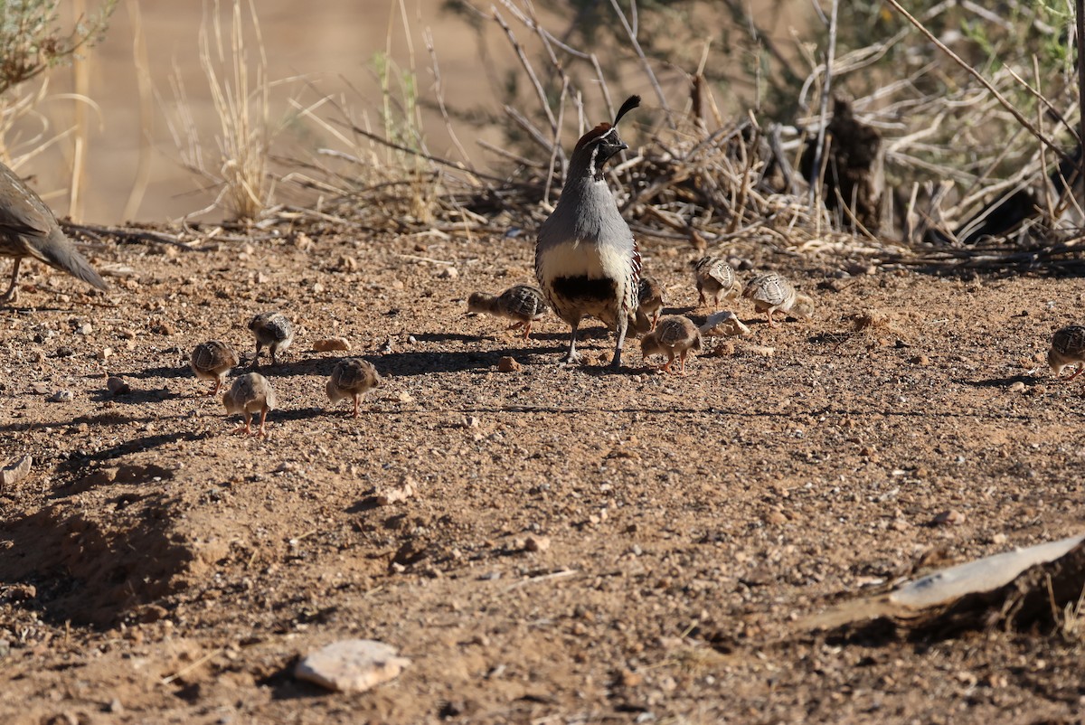 Gambel's Quail - ML637200088
