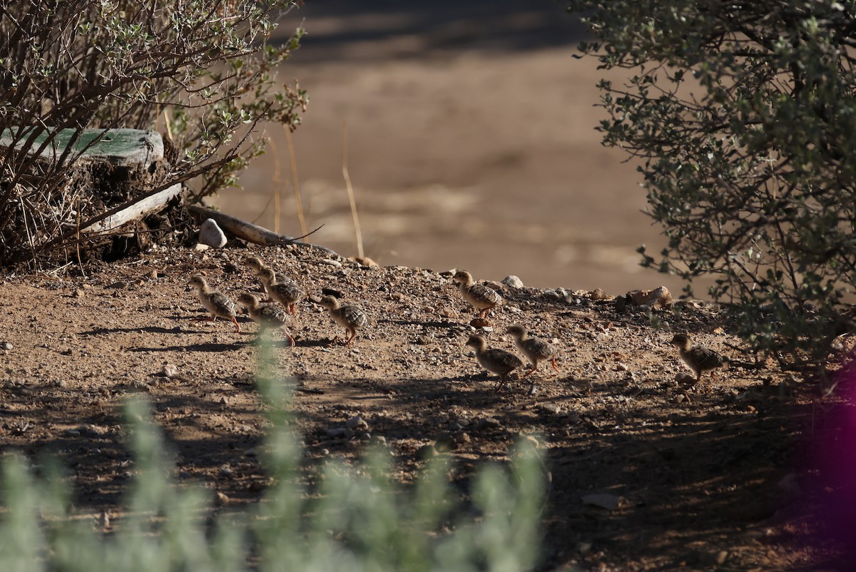 Gambel's Quail - ML637200090