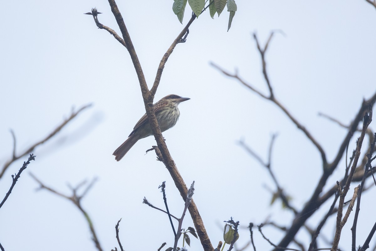 Streaked Flycatcher - ML637200096