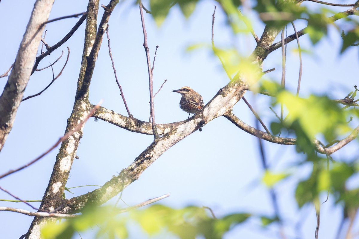 Streaked Flycatcher - ML637200097