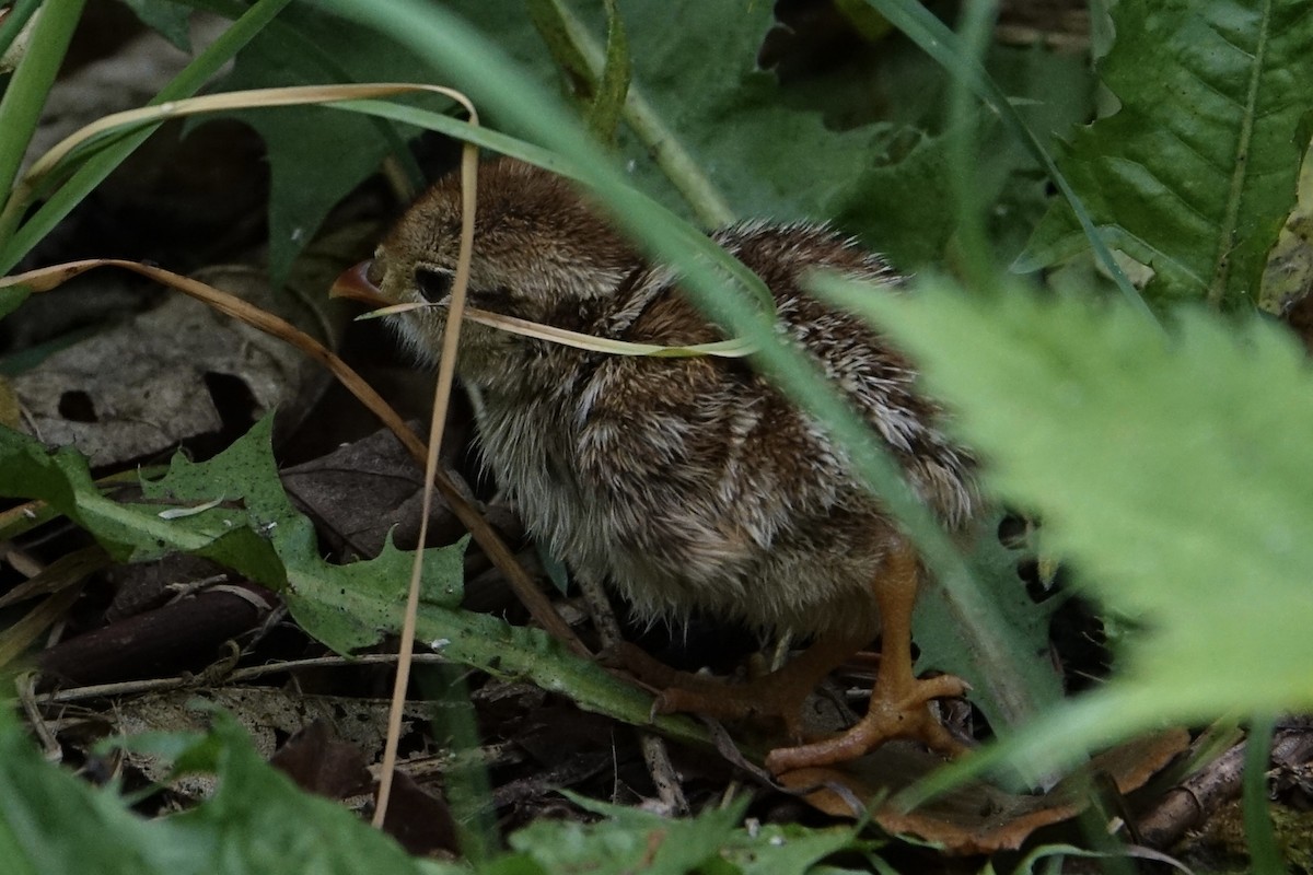 Red-legged Partridge - ML637200110