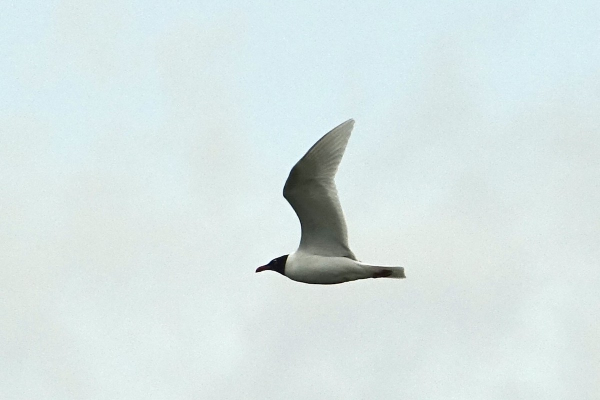 Mediterranean Gull - ML637200112