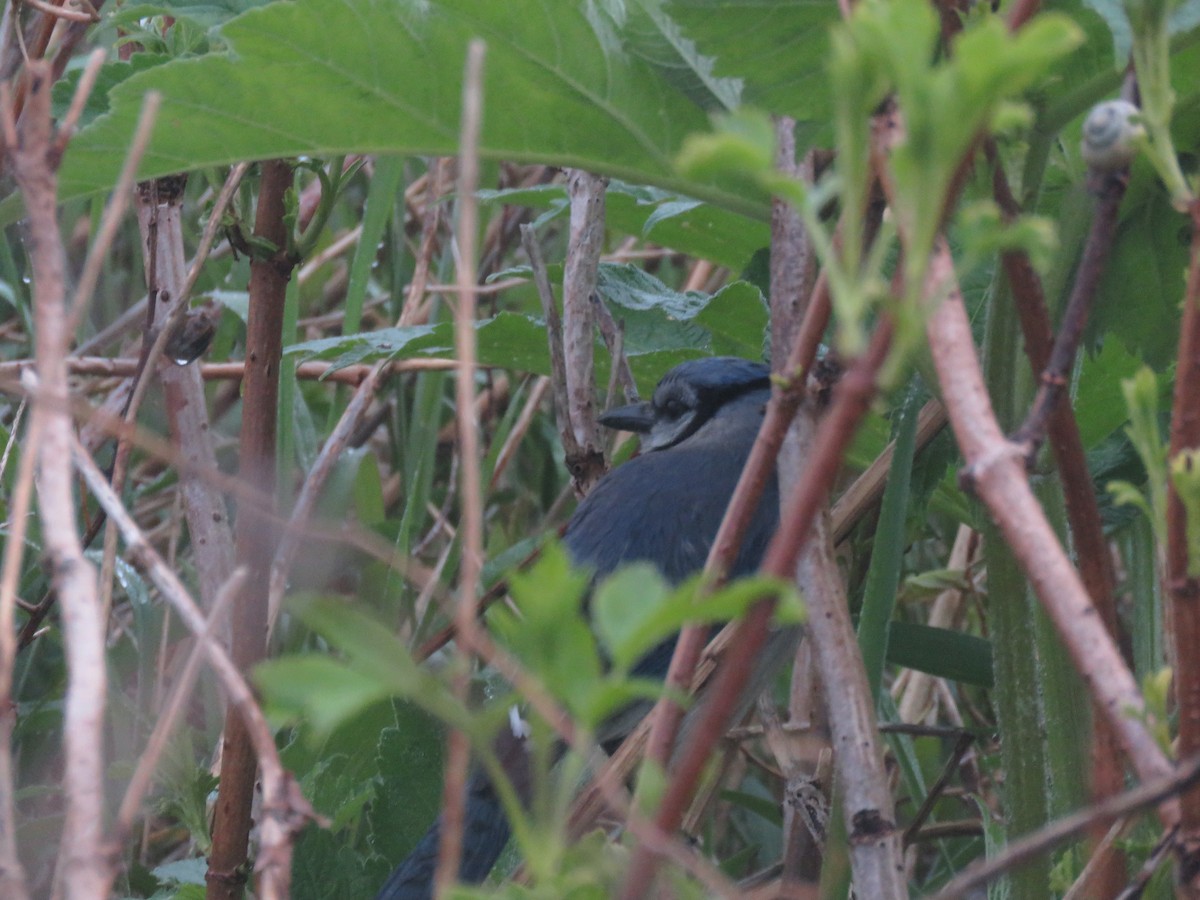 Blue Jay - ML637200148