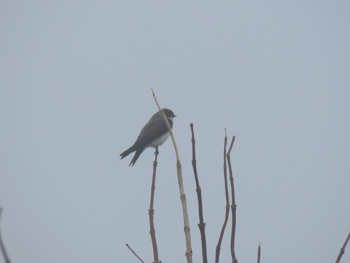 Bank Swallow - ML637200286
