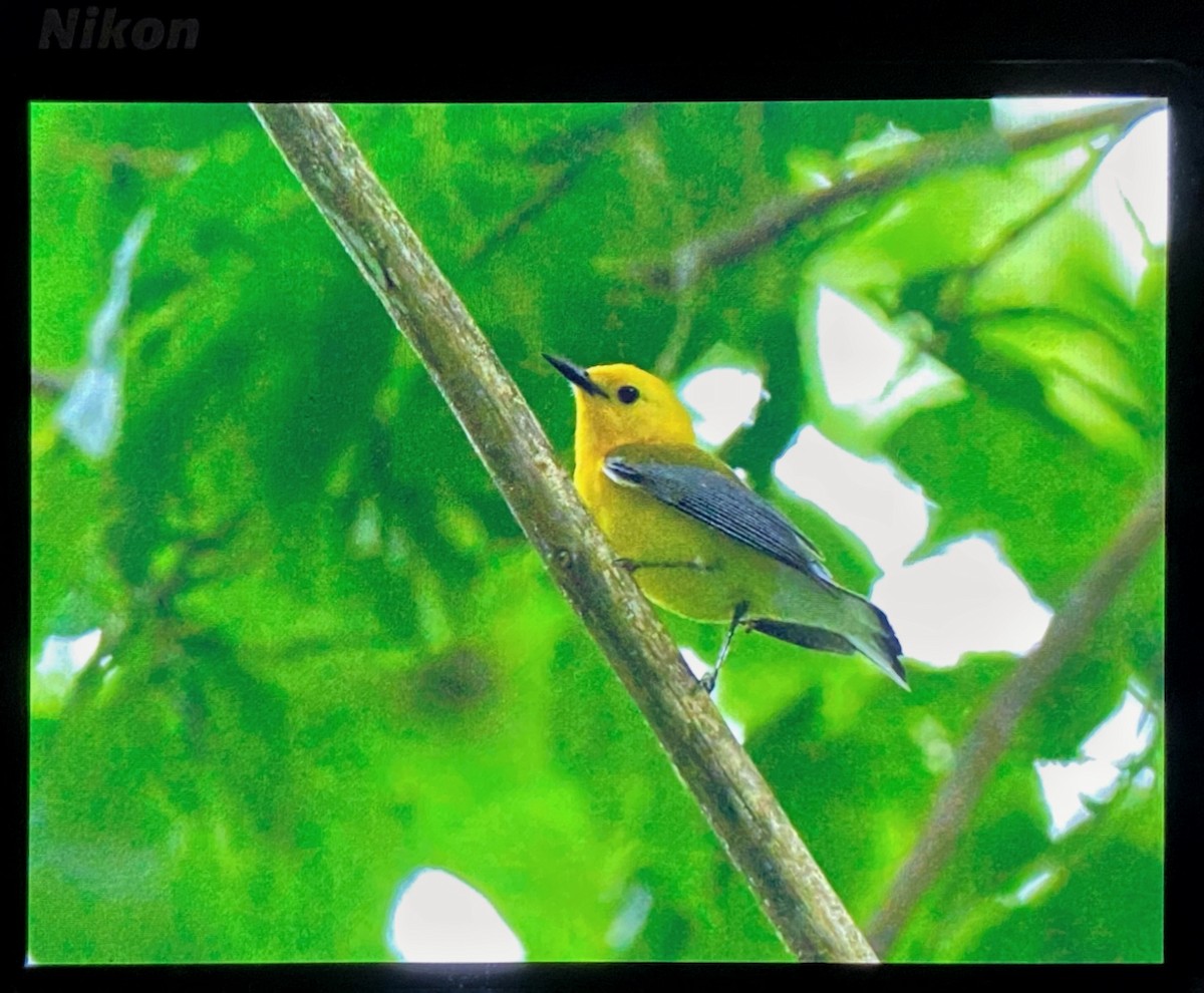 Prothonotary Warbler - ML637200301