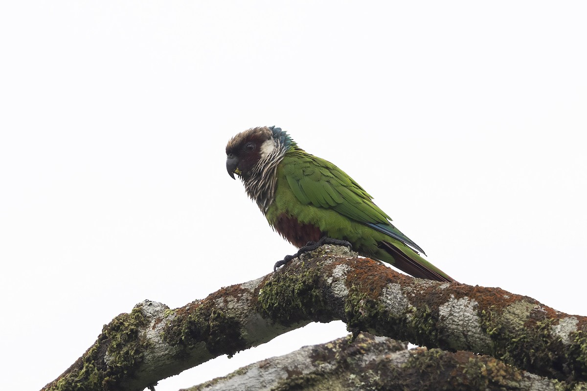 Gray-breasted Parakeet - ML637200363