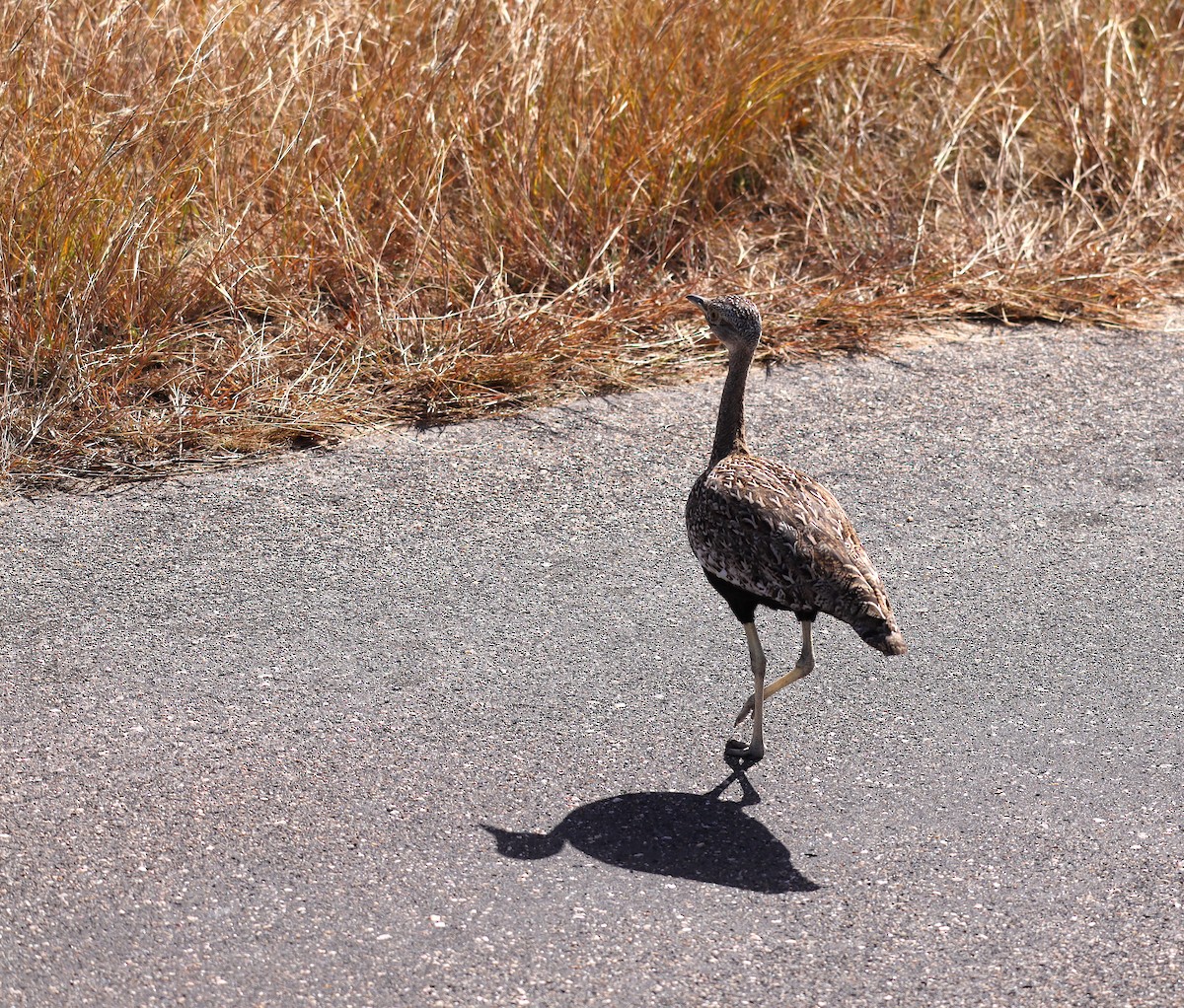 Red-crested Bustard - ML637200376