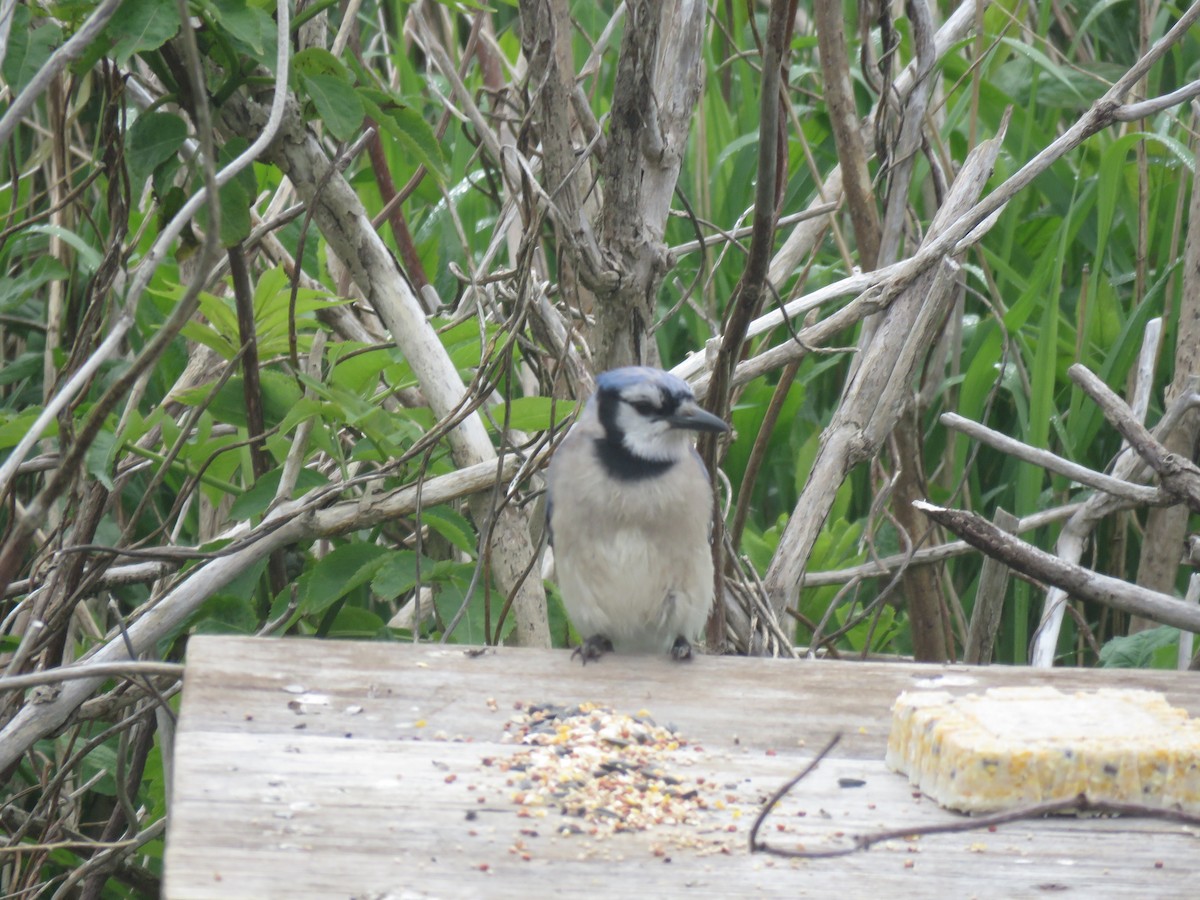 Blue Jay - ML637200389