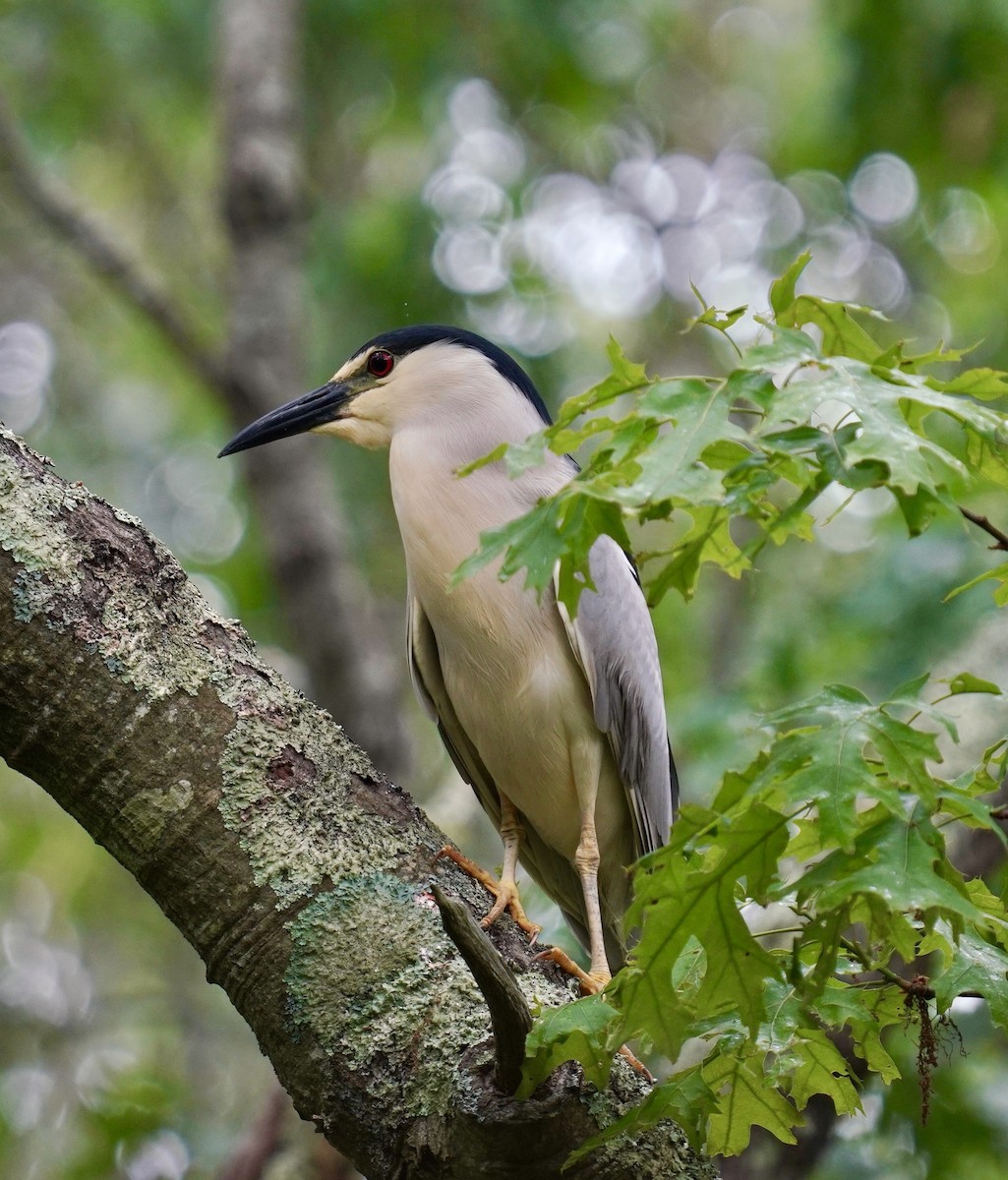 Black-crowned Night Heron - ML637200404