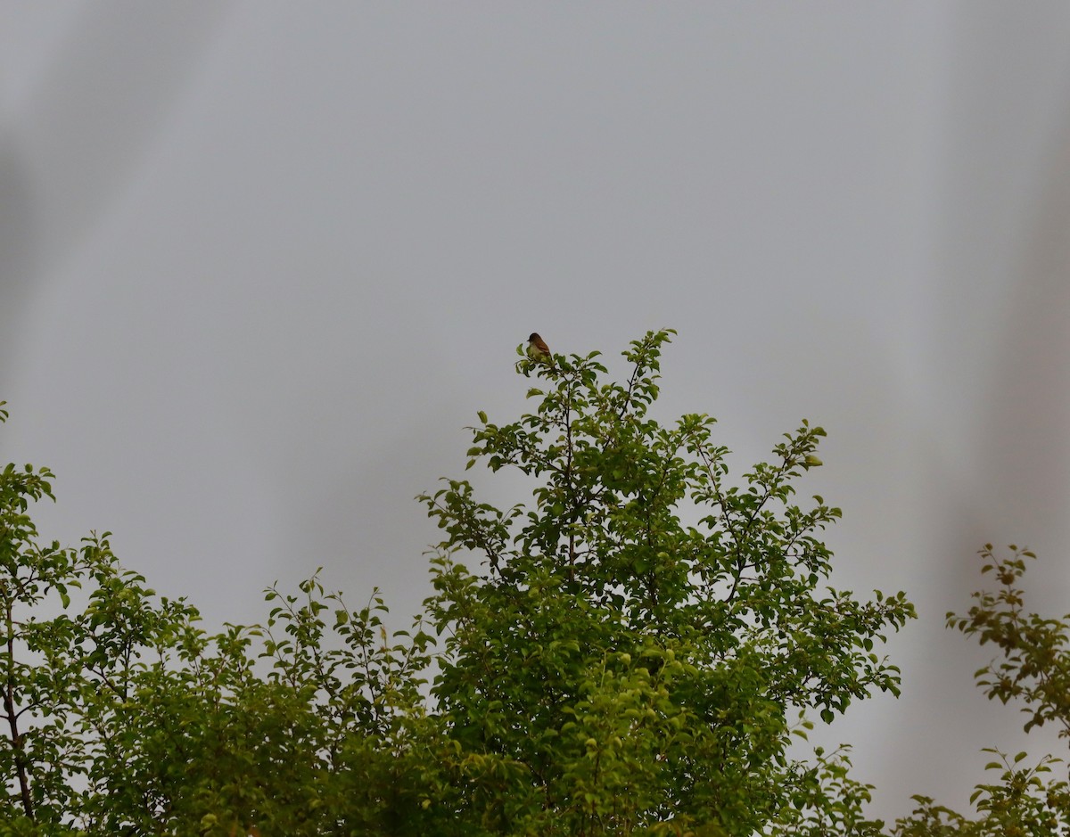 Willow Flycatcher - ML637200505