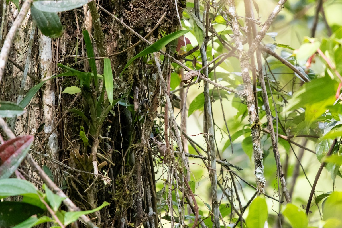 Lafresnaye's Piculet - ML637200511