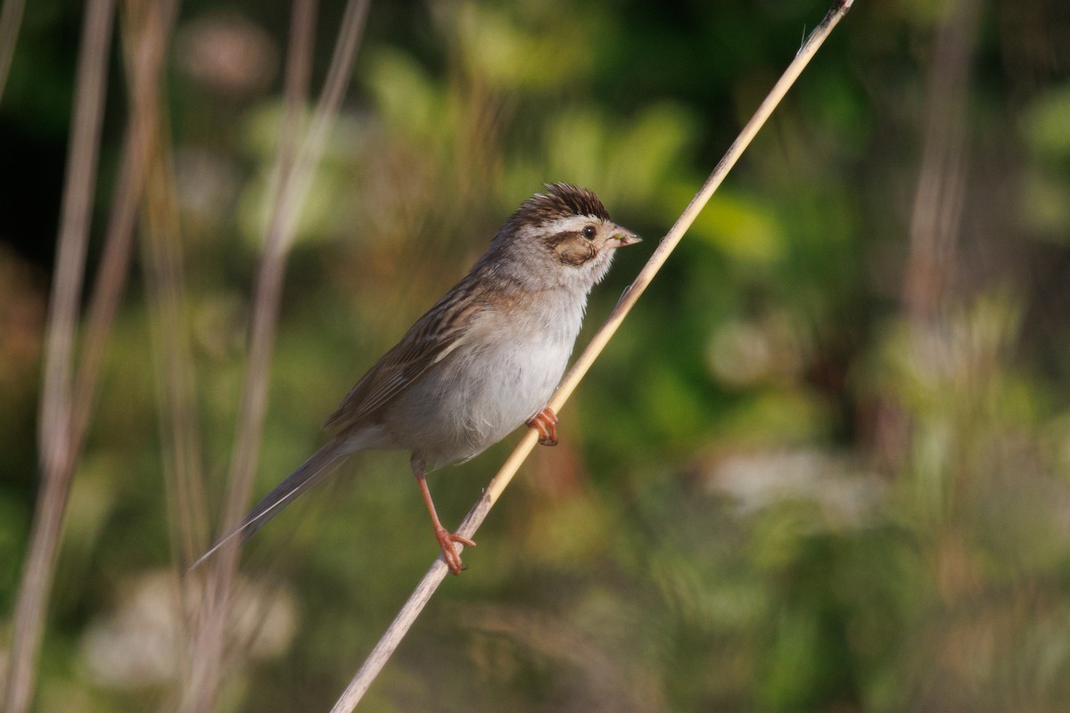 Clay-colored Sparrow - ML637200558