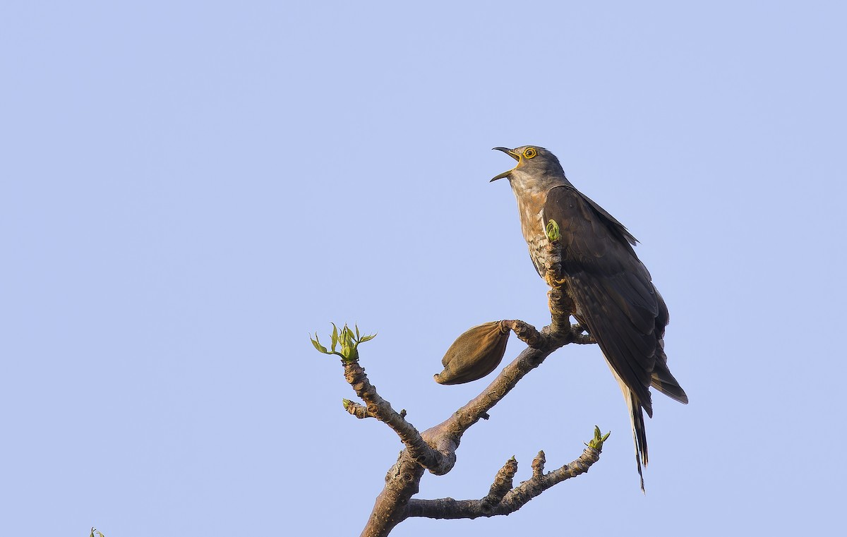 Large Hawk-Cuckoo - ML637200586
