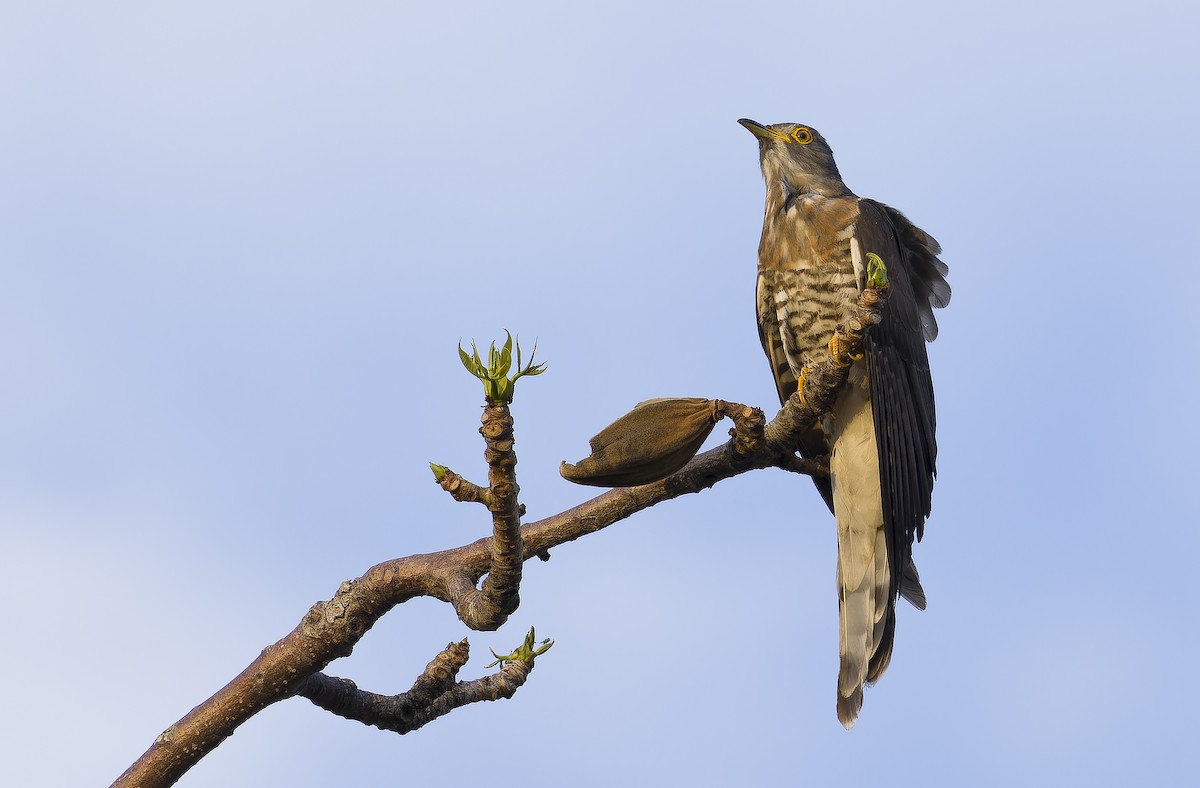 Large Hawk-Cuckoo - ML637200589